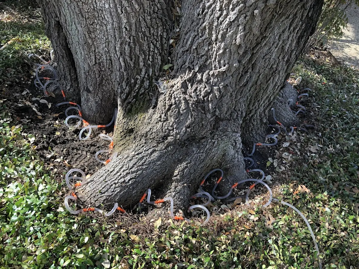 Detailed Tree Cabling and Bracing job site in Tenstrike